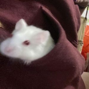 Meet your Posher, Ginny